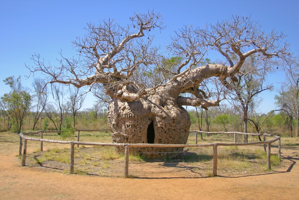 australian trees