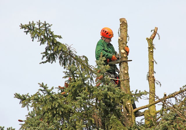 tree-expert-cutting-tree