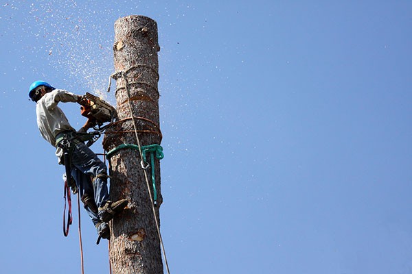 tree-lopping-brisbane-services