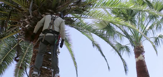 Palm Tree Removal Brisbane North